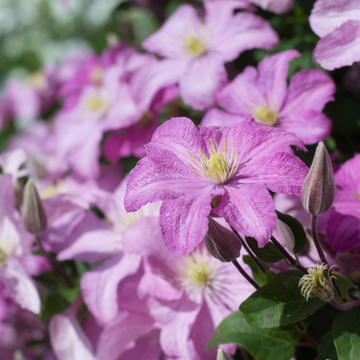 Clematis Comtesse de Bouchaud