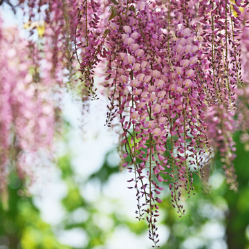 Glycine japonaise 'Pink Ice' - Wisteria floribunda 'Pink Ice'