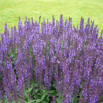 Sauge nemorosa 'Caradonna' - Salvia nemorosa 'Caradonna'