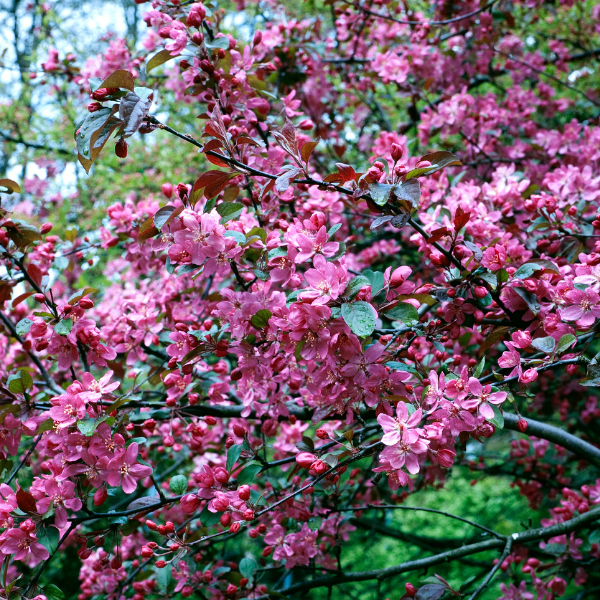 Pommier d'ornement Coccinea 'courtarou' - Malus Coccinea 'Courtarou'