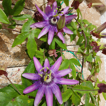 Passiflore Violette - Passiflora violacea ‘Amethyst’