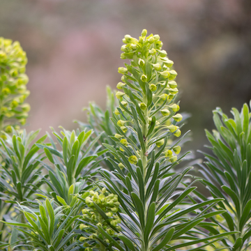 Euphorbe des vallons wulfenii - Euphorbia characias wulfenii