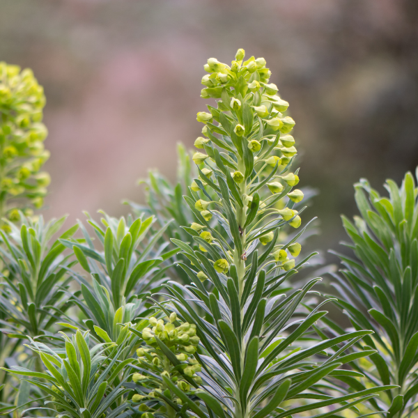 Euphorbe des vallons wulfenii - Euphorbia characias wulfenii