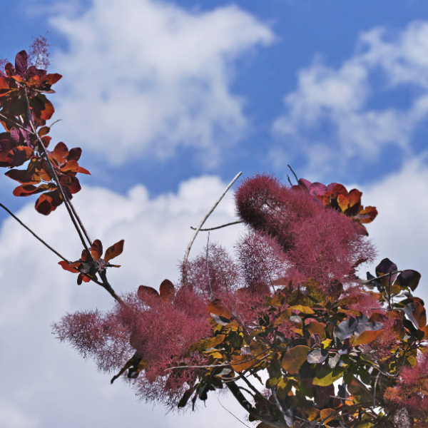 Arbre à perruque 'Dusky Maiden' - Cotinus coggygria 'Dusky Maiden'