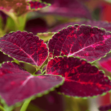 Coleus - Plectranthus scutellarioides