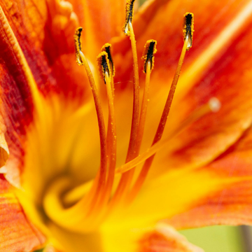 Hemerocallis Orange Saumoné