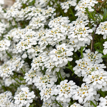 Corbeille d'argent, Thlaspi - Iberis sempervirens