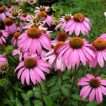Rudbeckia pourpre 'Cheyenne Spirit' Echinacea purpurea 'Cheyenne Spirit'