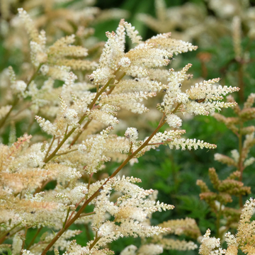 Astilbe Younique® Blanc - Astilbe Younique® White