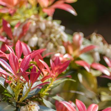 Andromède du Japon Taiwanensis - Pieris Japonica Taiwanensis