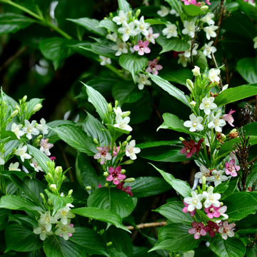 Weigela 'Candida' - Weigela 'Candida'