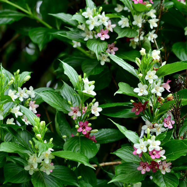 Weigela 'Candida' - Weigela 'Candida'