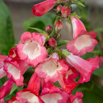 Penstemon Picotee Red