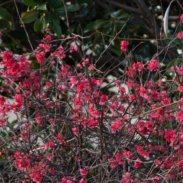 Cognassier du Japon Umbilicata - Chaenomeles Speciosa Umbilicata