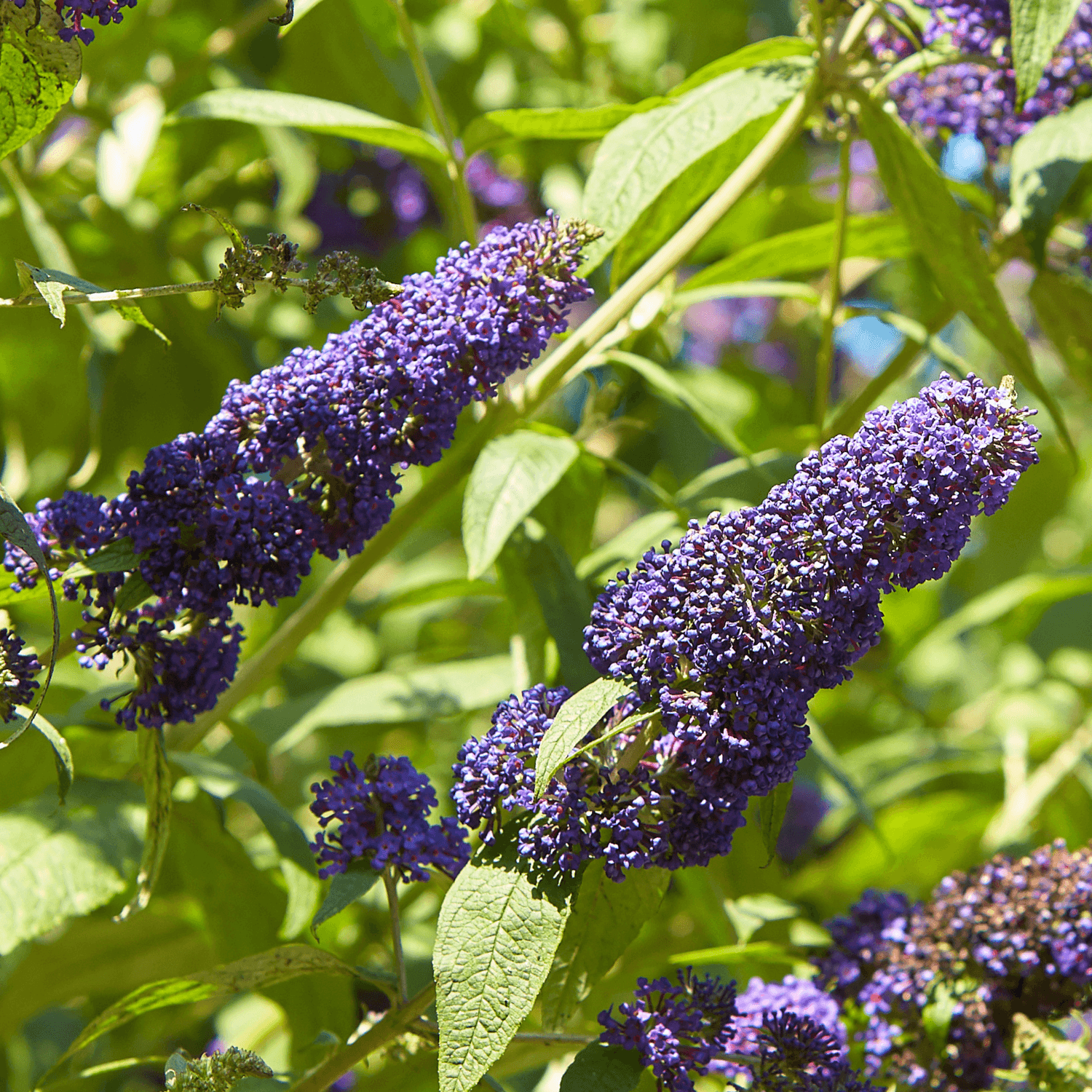 Arbre à papillon 'Reve de papillon bleu' - Buddleja davidii 'Dreaming Blue' - FLEURANDIE