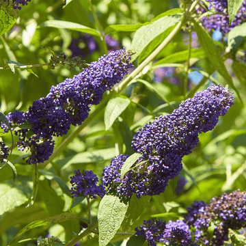 Arbre à papillon 'Reve de papillon bleu' - Buddleja davidii 'Dreaming Blue'