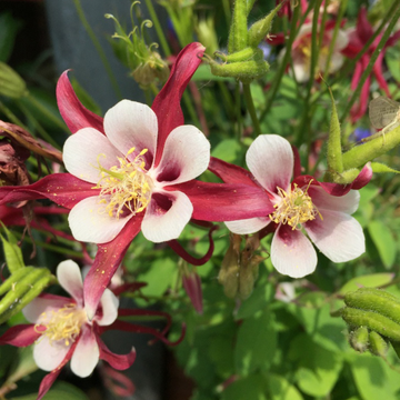 Ancolie Spring Magic Rose et Blanc