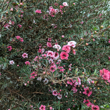 Arbre à thé - Leptospermum scoparium