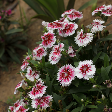 Oeillet Mignardise Blanc Coeur Bordeaux - Dianthus X allwoodii SCENT FIRST 'Coconut Sun