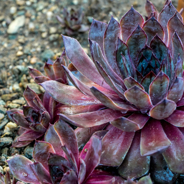 Joubarbe toile d'araignée 'Rubin' - Sempervivum arachnoideum 'Rubin'