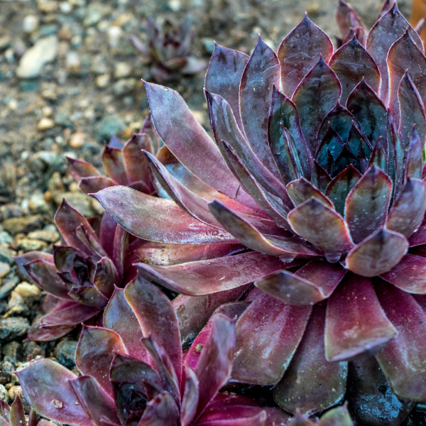Joubarbe toile d'araignée 'Rubin' - Sempervivum arachnoideum 'Rubin'