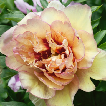 Pivoine 'Canary Brillant' - Paeonia 'Canary Brillant'