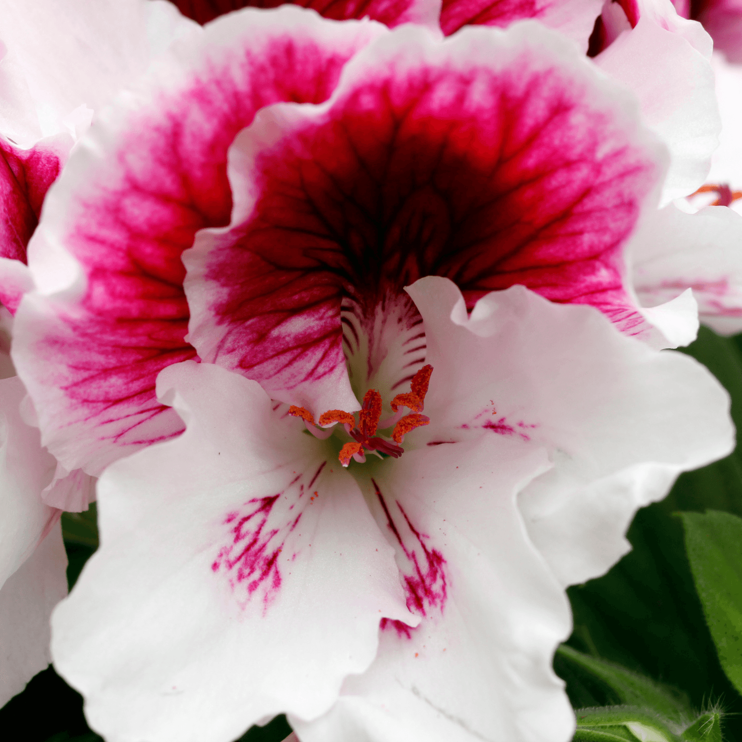 Géranium Odorant - Pelargonium graveolens - FLEURANDIE