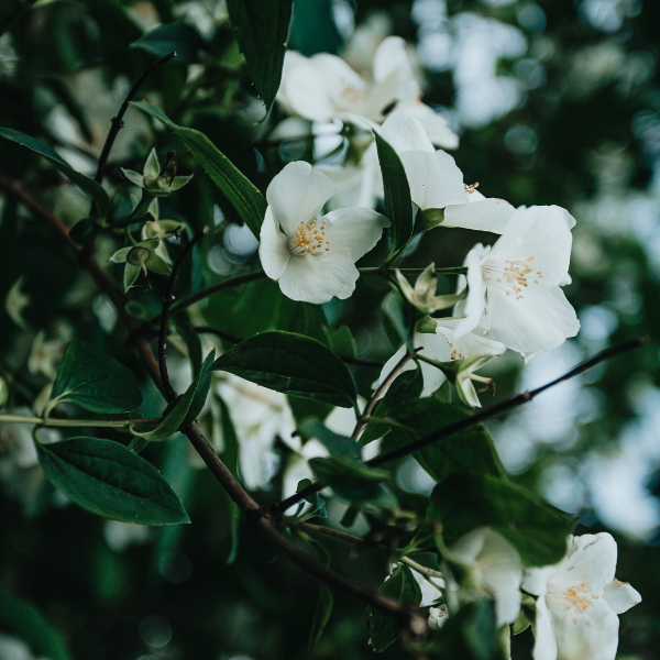 Philadelphus Coronarius