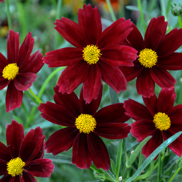 Coreopsis 'little bang red elf' - Coreopsis x hybrida 'little bang red elf'