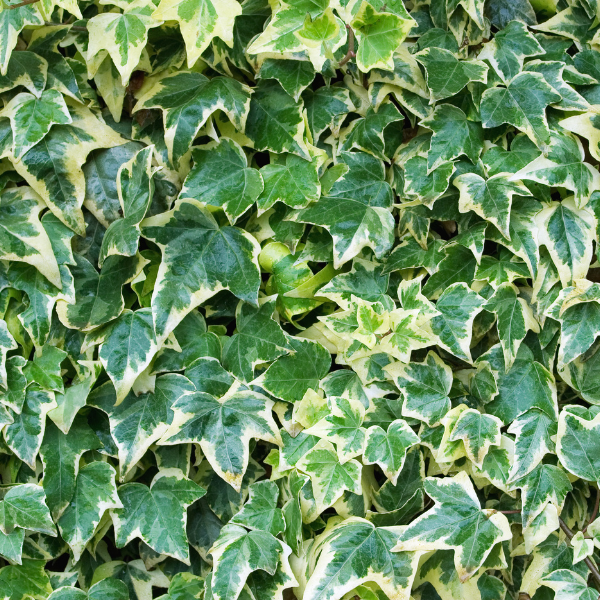Lonicera Chinensis