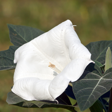 Brugmansia (Datura)