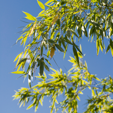 Bambou Viridiglaucescens - Phyllostachys viridiglaucescens