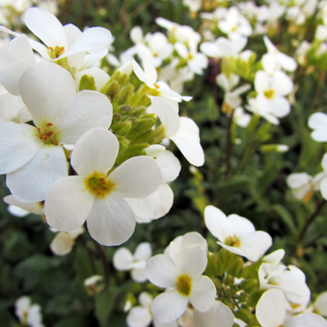 Arabette du Caucase 'Aralba' - Arabis caucasica Little treasure White 'Aralba'