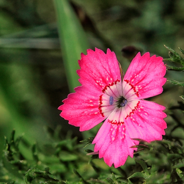 Œillet à delta, œillet couché 'Brillant' - Dianthus deltoides 'Brillant'