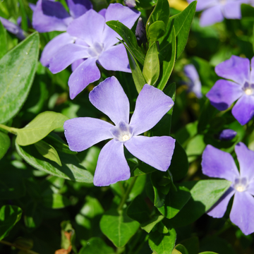 Vinca minor blue - Petite pervenche bleue à petites feuilles