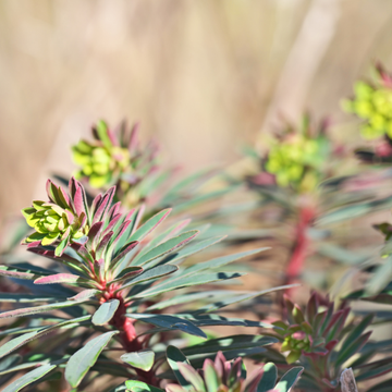 Euphorbe de Martin - Euphorbia martinii