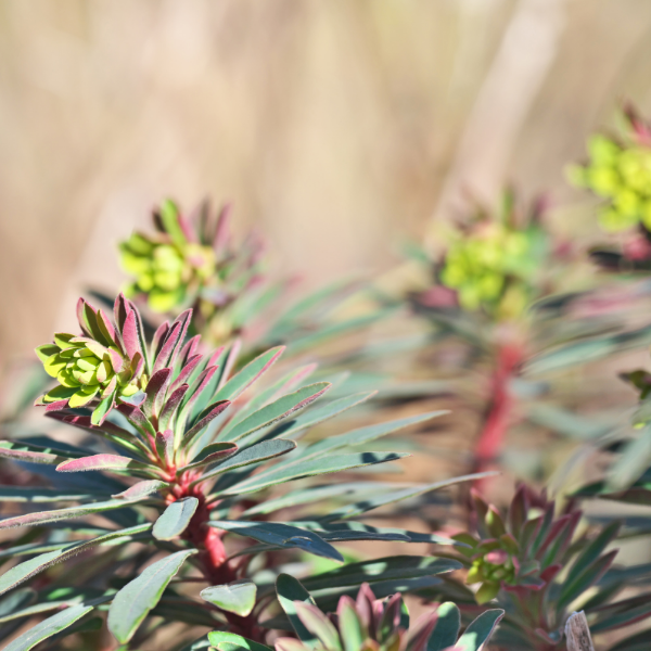 Euphorbe de Martin - Euphorbia martinii