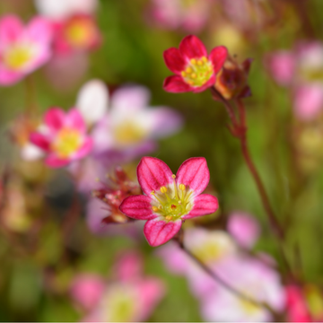 Saxifrage rose foncé -  arendsii ‘Lofty Dark Rose Shades'