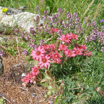 Joubarbe fleur rose violet - Sempervivum x montanum