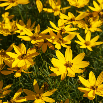Coréopsis à feuilles en aiguilles 'Grandiflora' - Coreopsis verticillata 'Grandiflora'