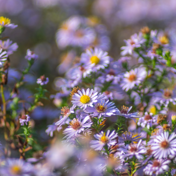 Aster Belge En Mélange - Aster Symphyotrichum Novi Belgii