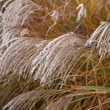 Roseau de Chine 'Adagio' - Miscanthus sinensis 'Adagio'