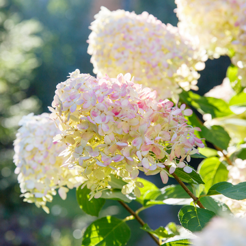 Hortensia paniculé à grandes fleurs - Hydrangea paniculata 'Grandiflora'