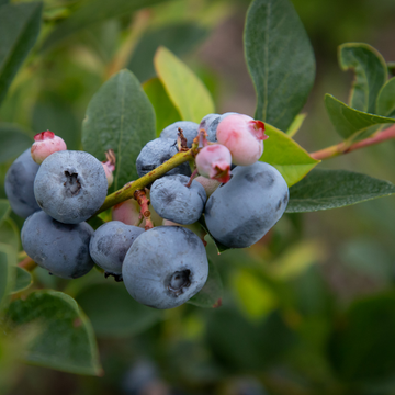 Myrtille d'Amérique - Vaccinium corymbosum