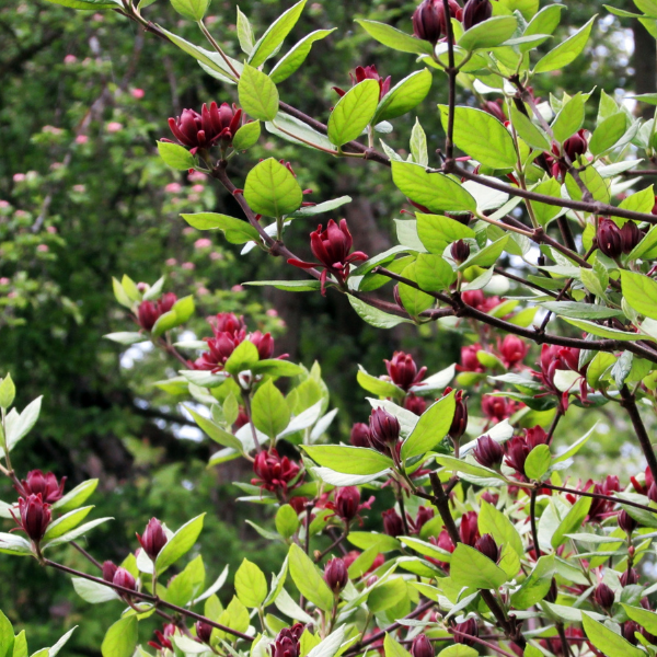 Arbre Pompadour 'Hartlage Wine' - Calycanthus 'Hartlage Wine'