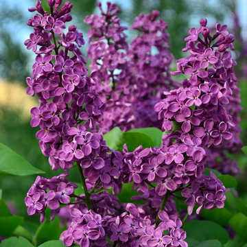 Lilas commun 'Souvenir de Louis Spaeth' - Syringa vulgaris 'Souvenir de Louis Spaeth'