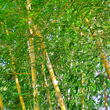Bambou Géant - Bambusa Phyllostachys Vivax aureocalis