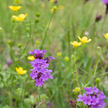Verveine  Violette - Verbena Rigida