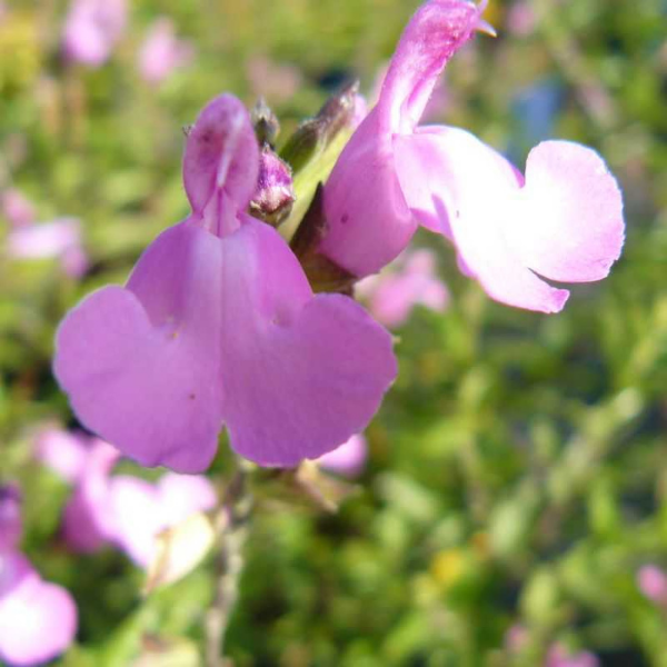 Sauge arbustive rose - Salvia X jamensis 'Trenance'