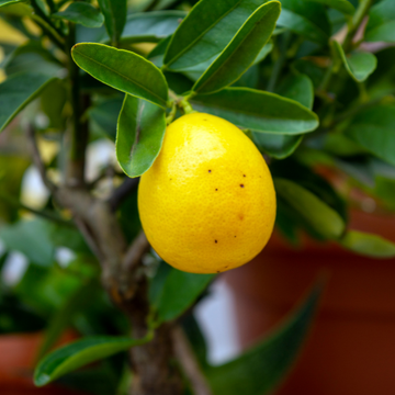 Limequat Citrofortunella - Citrus floridana